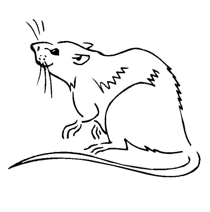 Online värityskirja Curious rat lapsille