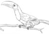 Curious toucan coloring book for kids to print