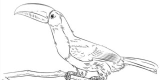 Malbuch Der neugierige Tukan für Kinder zum Ausdrucken