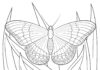 Printable coloring book moth on flowers
