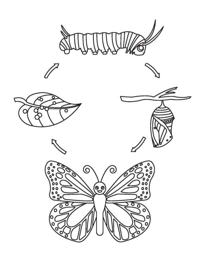 Ciclo de coloração do livro Butterfly para imprimir