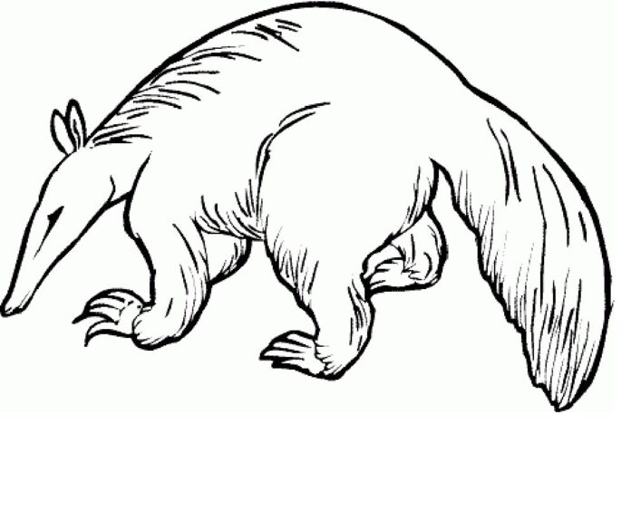 Printable coloring book Large anteater
