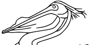 Malebog til udskrivning Stor realistisk pelikan