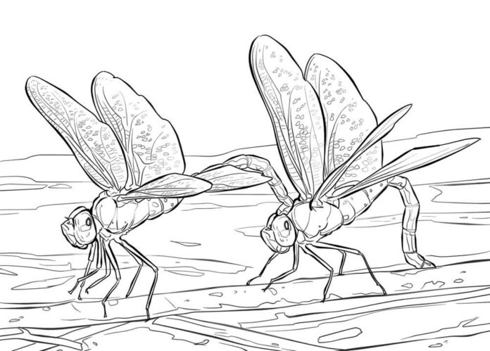 Livro para colorir Duas libélulas realistas para imprimir