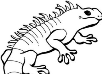Iguana coloring book for kids to print