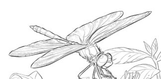 Coloring Book One realistic printable dragonfly