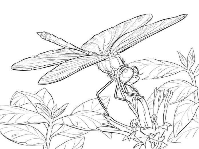 Livro para colorir Uma libélula realista para impressão