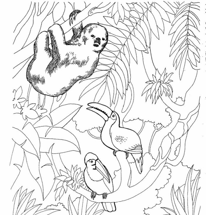 Libro da colorare sugli uccelli della foresta pluviale e dei tucani