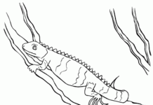 Coloring Book Iguana hunts for insects to print
