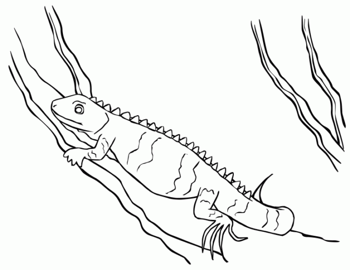Coloring Book Iguana hunts for insects to print