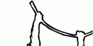 Malbuch Affe zwiasa auf einem Seilkletterer ausdruckbar