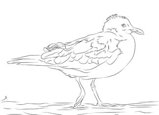 Seagull coloring book sits in the water to print