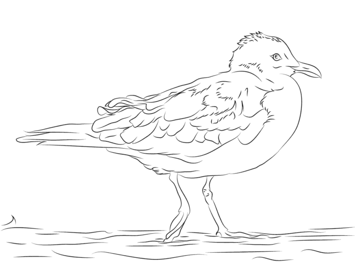 Seagull coloring book sits in the water to print
