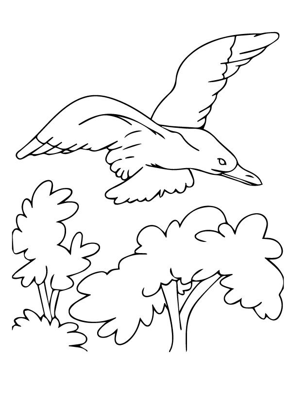 Seagull in flight coloring book for kids to print