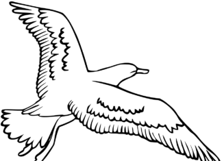 Seagull coloring book take to the air to print