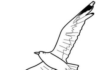 Farvelægningsbog til udskrivning Måge med udstrakte vinger