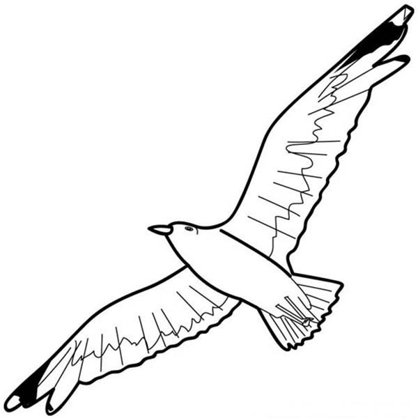 Omaľovánka na vytlačenie Čajka s roztiahnutými krídlami