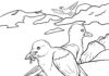Måger på kysten malebog til udskrivning