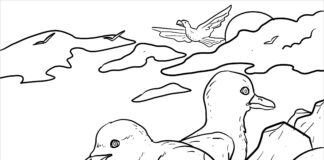 Seagulls on the seashore coloring book to print