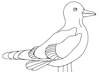 Coloring Book Young seagull strolls for kids to print