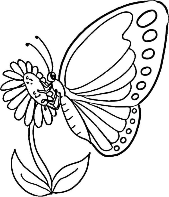 Printable coloring book Butterfly on flowers