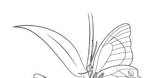 Butterflies and flowers coloring book to print