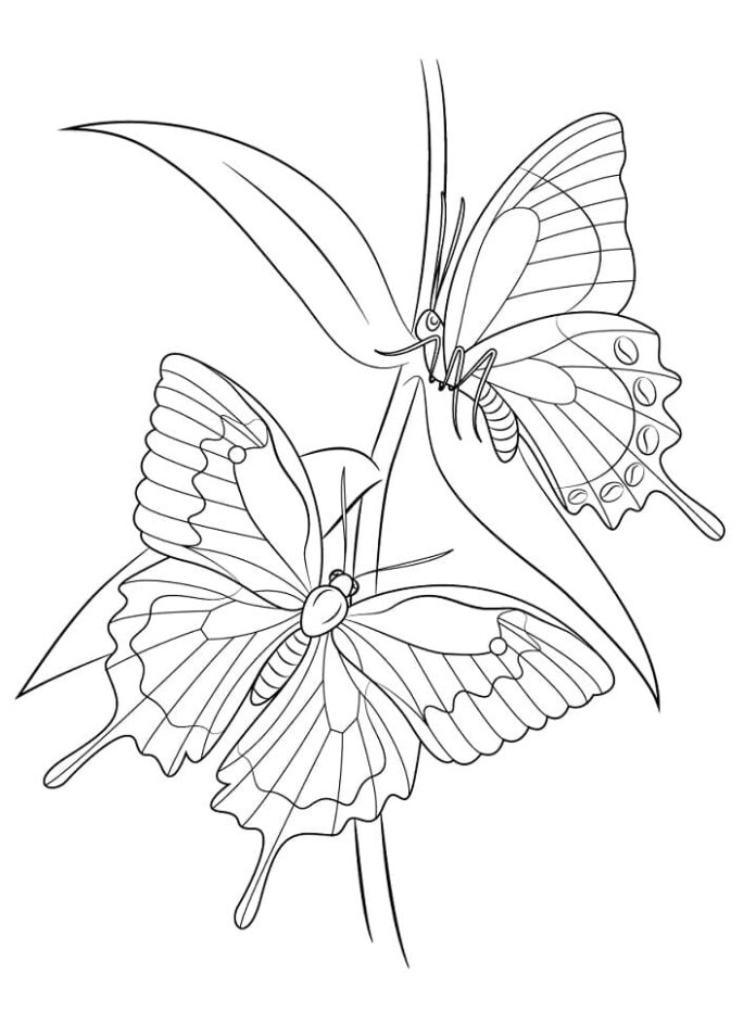 Nyomtatható színezőkönyv Pillangók és virágok nyomtatáshoz