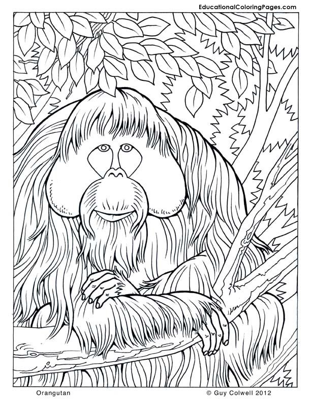 Libro para colorear imprimible Orangután en la selva tropical