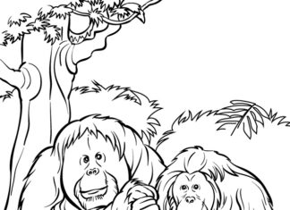 Orangutanit värityskirja lapsille tulostettavaksi