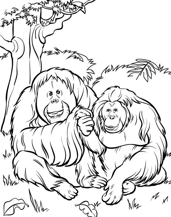 Orangutánok színezőkönyv gyerekeknek nyomtatásra