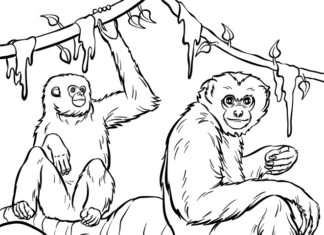 Nyomtatható kifestőkönyv Orangutánok a fán ülnek