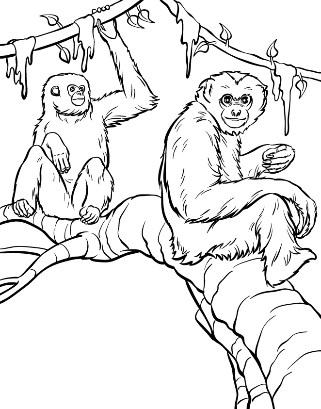 Malbuch Orang-Utans in einem Baum sitzen zum Ausdrucken