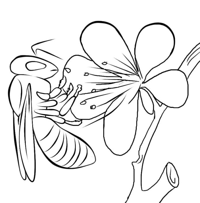 ぬりえ「花の上のスズメバチ」（印刷用
