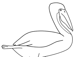 Nyomtatható pelikán kifestőkönyv kisgyermekeknek