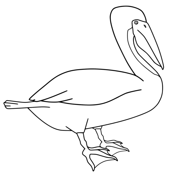 Nyomtatható pelikán kifestőkönyv kisgyermekeknek
