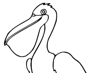 Printable coloring book Pelican with big beak