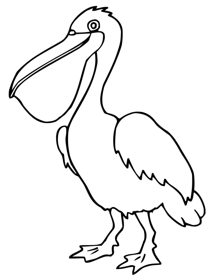 Druckfähiges Malbuch Pelikan mit großem Schnabel