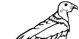 Online coloring book Beautiful vulture bird