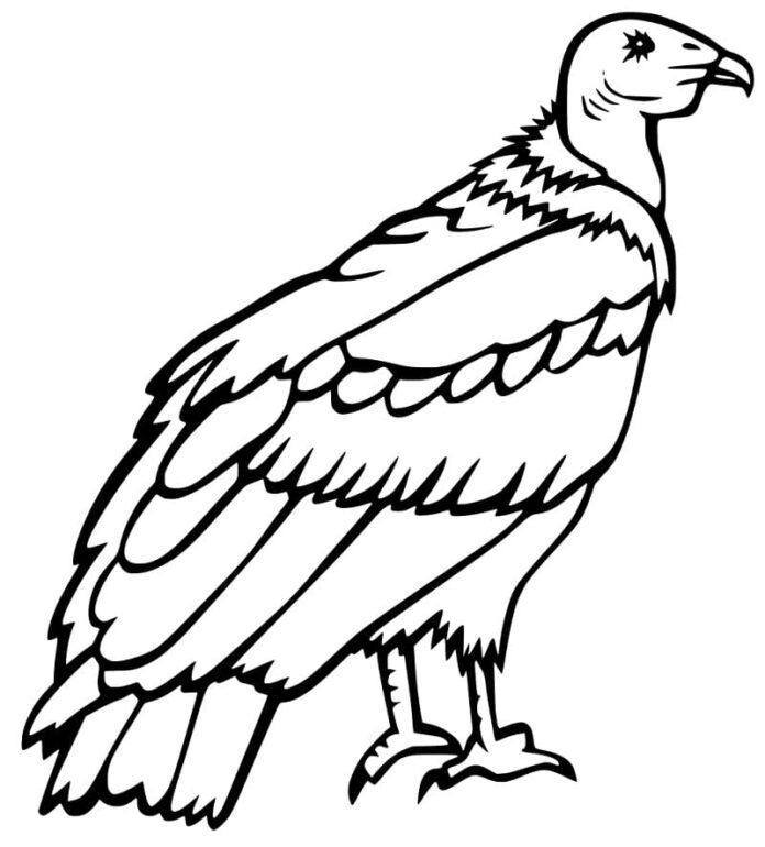 Libro da colorare online Bell'uccello avvoltoio