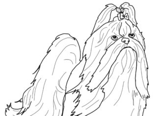 Shih tzu dog coloring book for kids to print