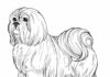 Livre de coloriage imprimable sur le chien Shih tzu pour les enfants