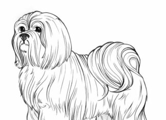 Livro para colorir cães Shih tzu imprimível para crianças