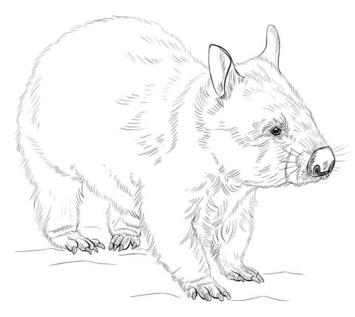 Nyomtatható Meet the Wombat színezőkönyv