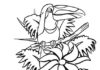 Printable Toucan Bird Coloring Book