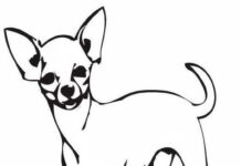 Livro colorido on-line Ratler dog