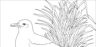 Realistic coloring book of a seagull next to a nest to print