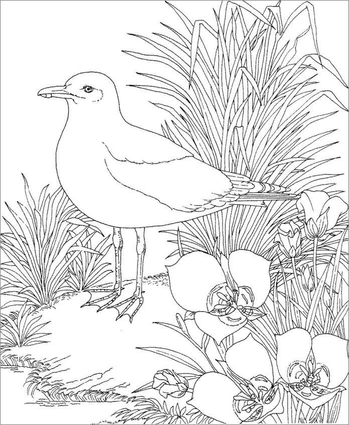 Realistic coloring book of a seagull next to a nest to print