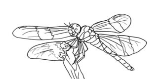 Malbuch Realistisch bedruckbare Libelle