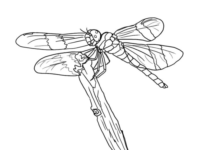 Livre de coloriage réaliste à imprimer Dragonfly