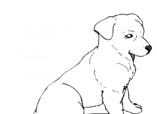 Libro da colorare Labrador realistico da stampare